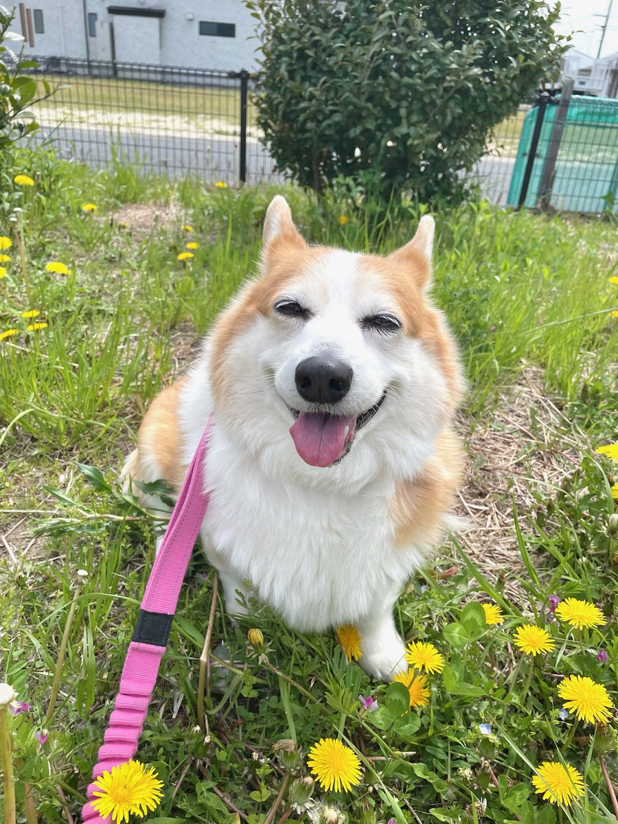 ぺへさぽ（佐藤裕子） tweet media