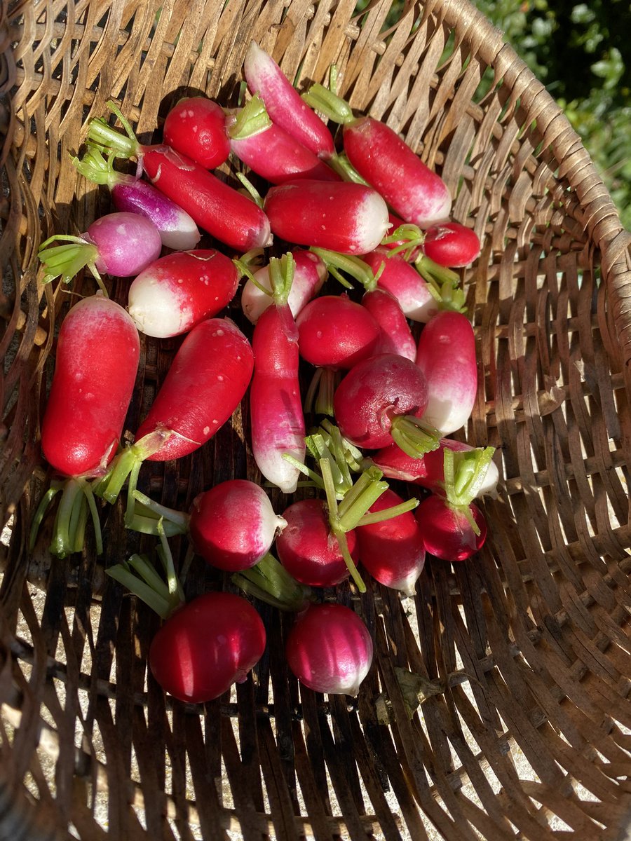 G27Marco's tweet image. Entrée plaisir du jour qui arrive directement du #jardin! #radis et ils arrivent ainsi! Prêts à être dégustés ! Merci au jardinier ! #printemps