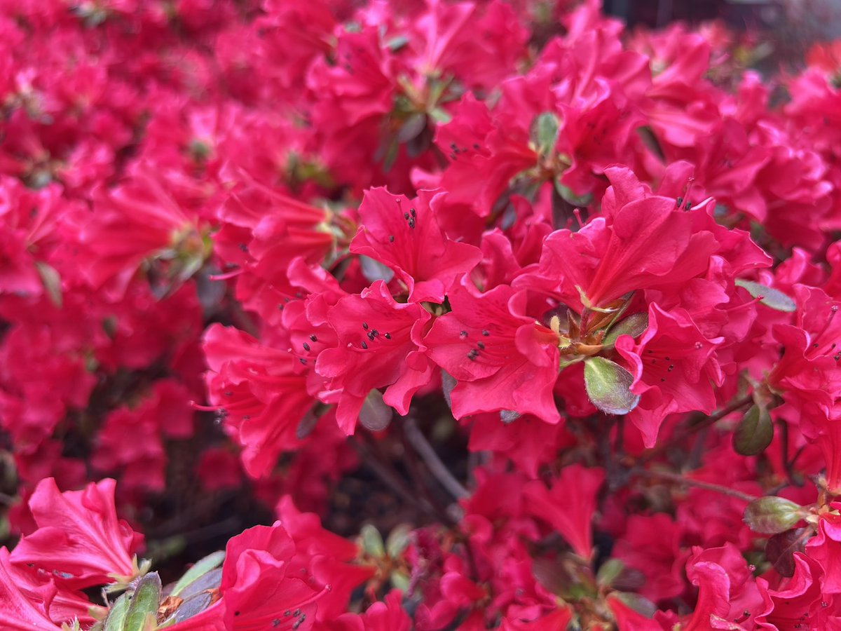 グラングリーン大阪(GRAND GREEN OSAKA)【公式】 tweet media