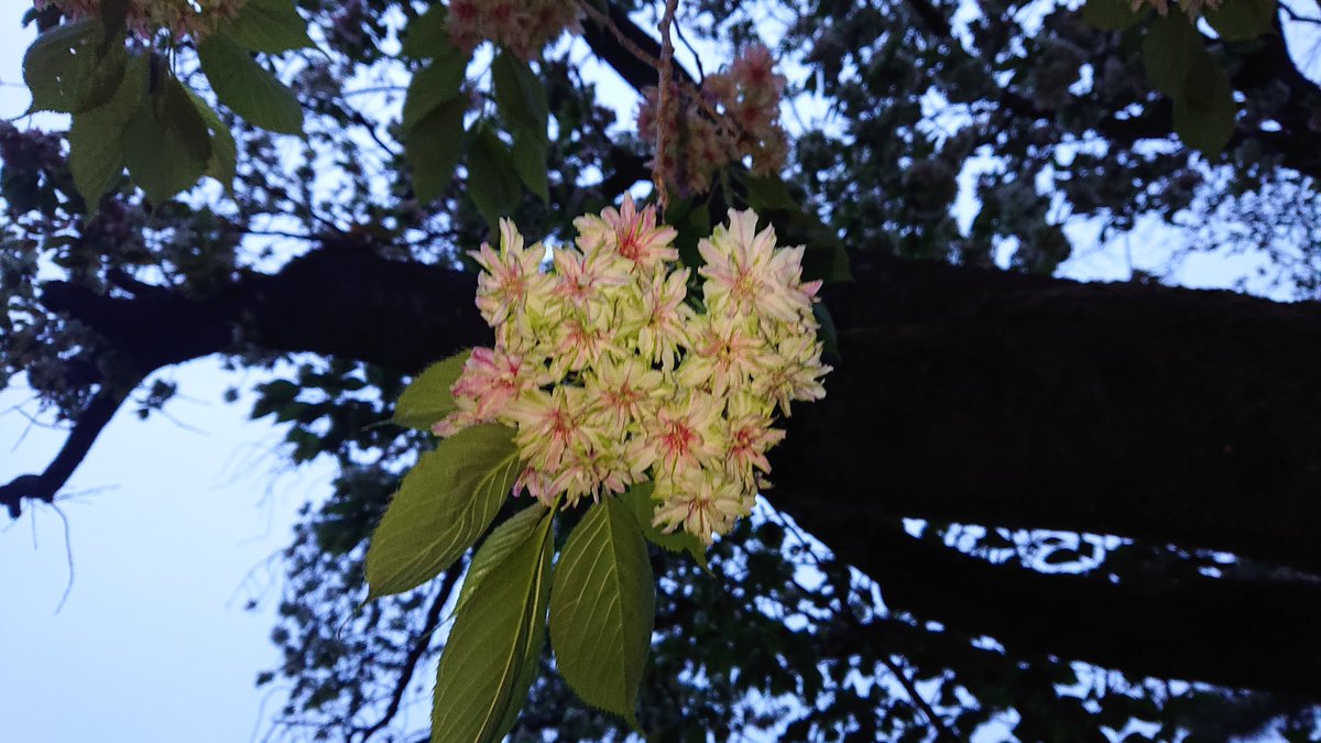 #サンゾロ
🕒️「へぇ～、みどりなのかぁ～、みどり…みどり、な♡」
↓
↓まぁ、頬染めちゃってぇ～
↓
🕒️「ハッ!!そ、そんな訳ねぇだろ、⚔️に似てるなんて思ってねぇから(-'д-)y-~」
↓
↓何も言ってねぇです
↓
🕒️「クッ…」