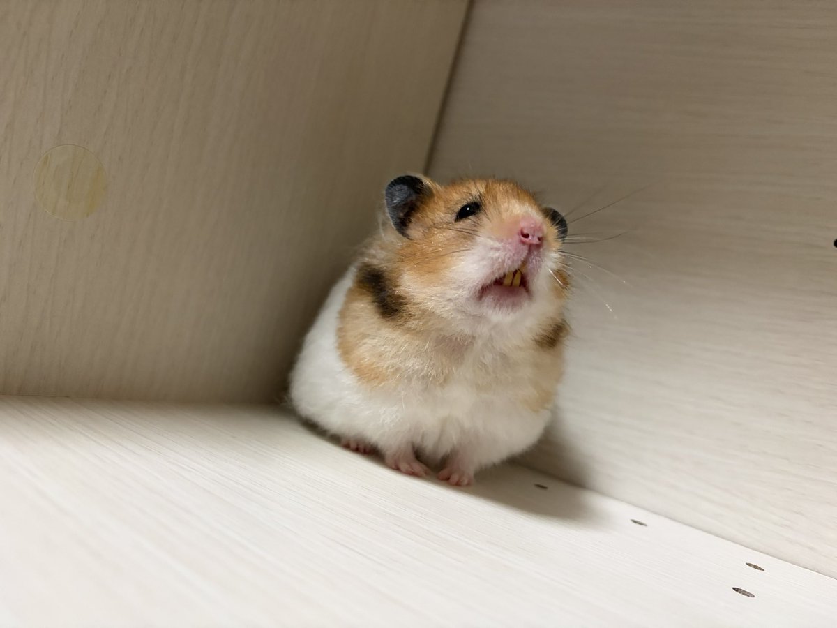 ちくわとムースの飼い主🐹🌷 tweet media
