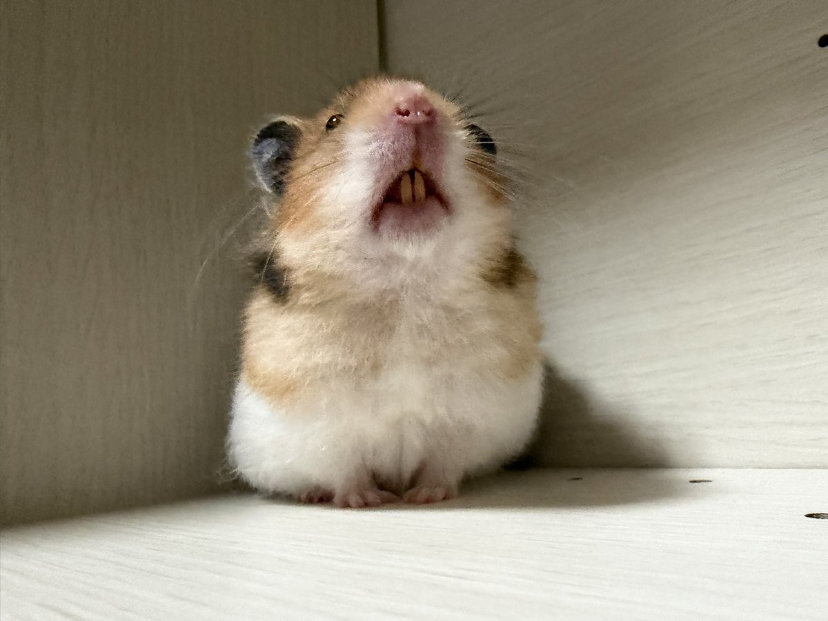 ちくわとムースの飼い主🐹🌷 tweet media