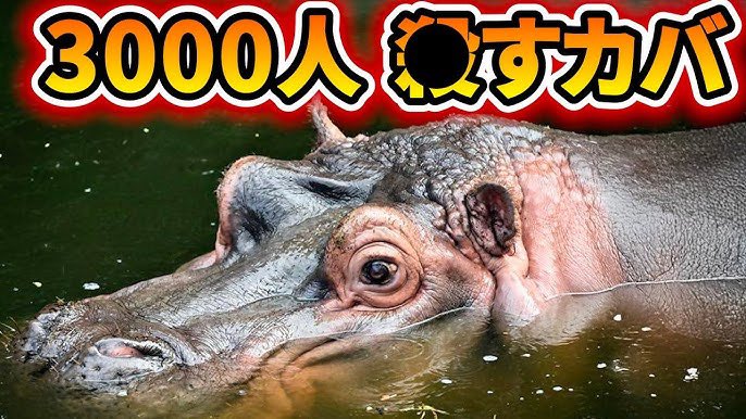 くにめ。 tweet media