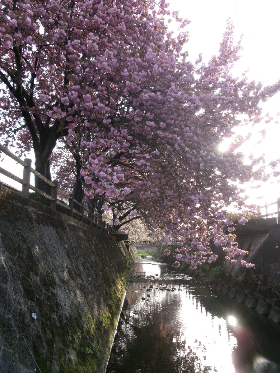 八重桜可愛い…今年は早いな
