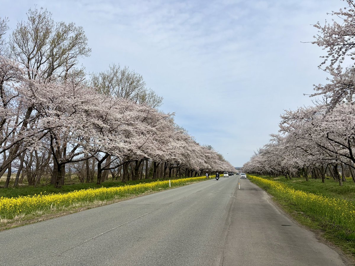 はたけﾏｳﾝﾃﾝ🗻 tweet media