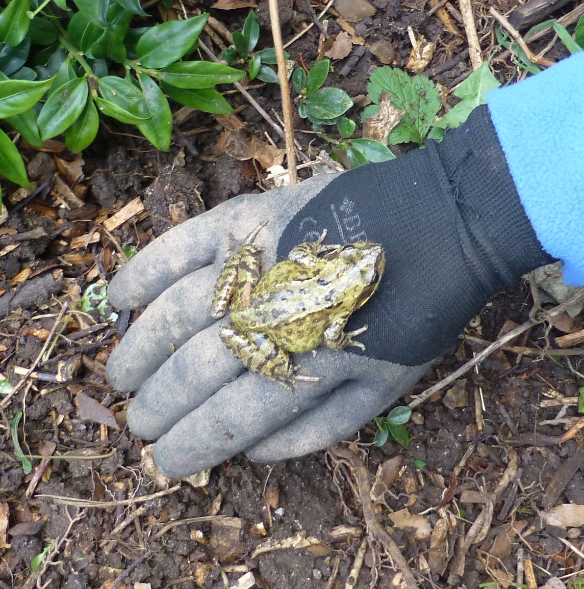 Thames_Chase's tweet photo. The stouthearted Thames Chase Volunteers have been out and about again! This week saw them return to Valence House to carry on with their weeding and mulching around the main house as well as tidying piles of woodchip.

It was nice to see the magnificent tulip tree in the grounds in full leaf - come back in a month or so to see its beautiful tulip shaped flowers. They were also joined by ladybirds, doc beetles and one or two surprised frogs and toads!

An excellent turnout of fourteen volunteers certainly tested our tea making skills at lunchtime. Thanks again to all the volunteers who make this work such a pleasure to do.
If you would like to learn more about the various aspects of volunteering with the Thames Chase Trust, get in touch: enquiries@thameschase.org.uk
(With special thanks to D Hale for words and photographs also to B Gibson and S Green for photos) #ThamesChase @CommForests @ValenceHouse
