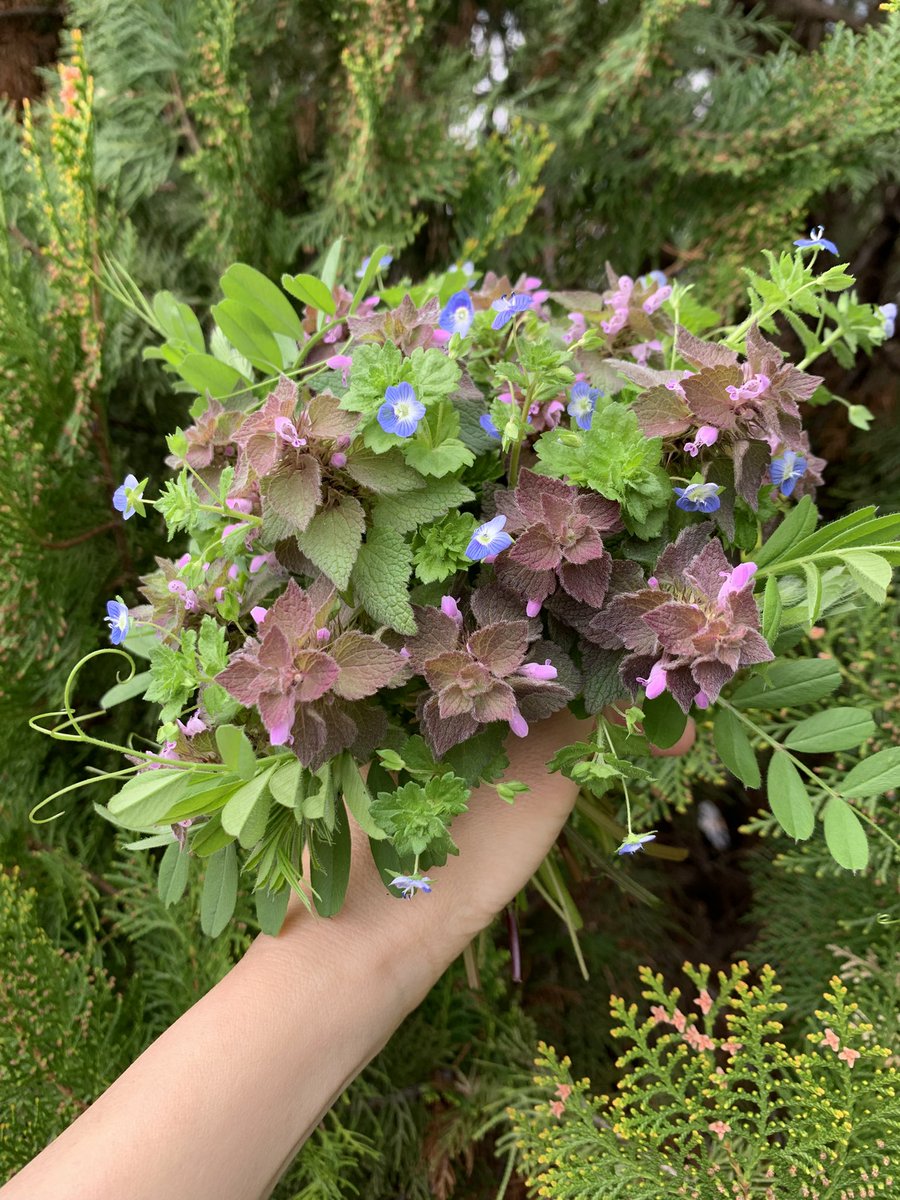 imag_botanical's tweet photo. 【春を楽しむ道草ブーケ】
ヒメオドリコソウとオオイヌノフグリのブーケ

オオイヌノフグリの青は春の憧れの色だね https://t.co/2Oz0Ji65bW