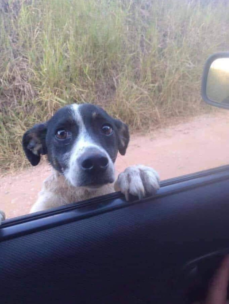 The Dalbo Dog tweet media