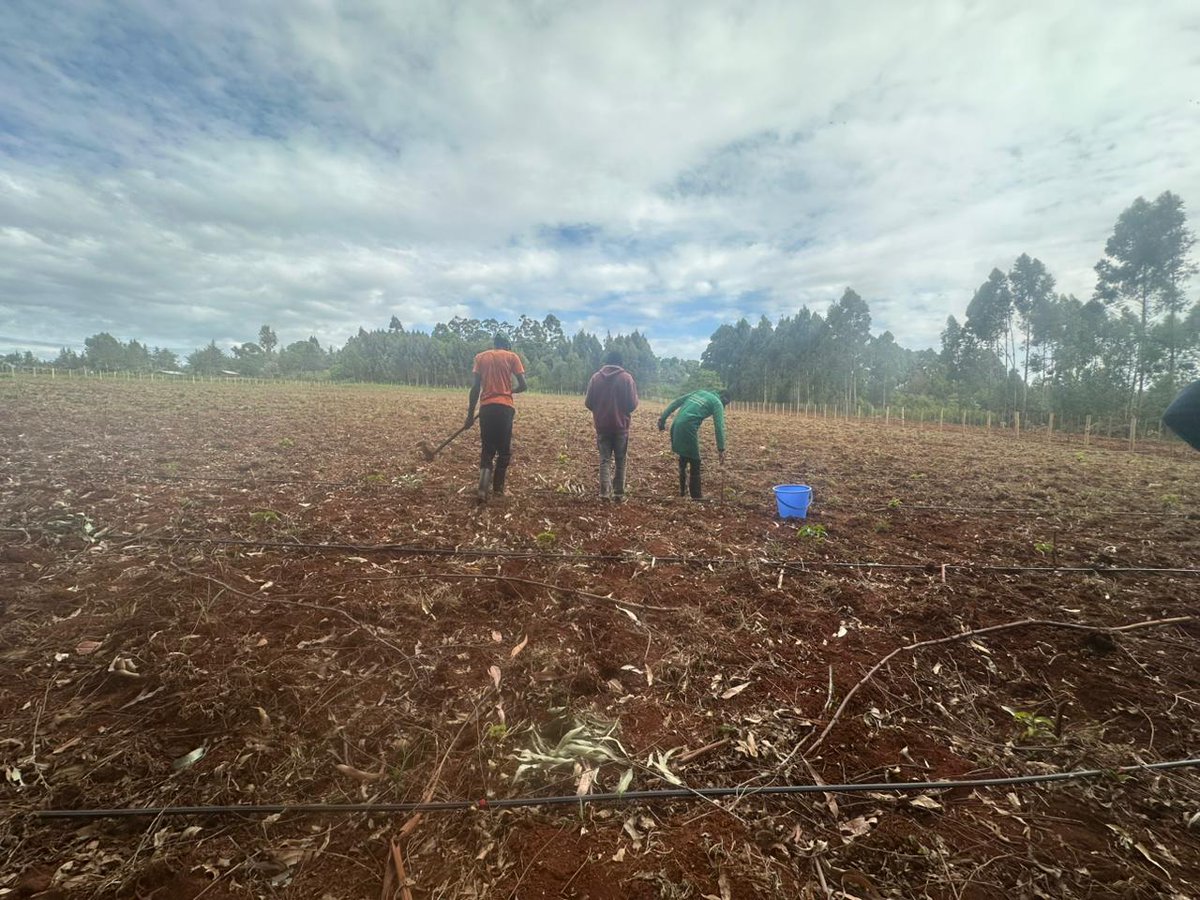 Cegoi Agriconsult tweet media