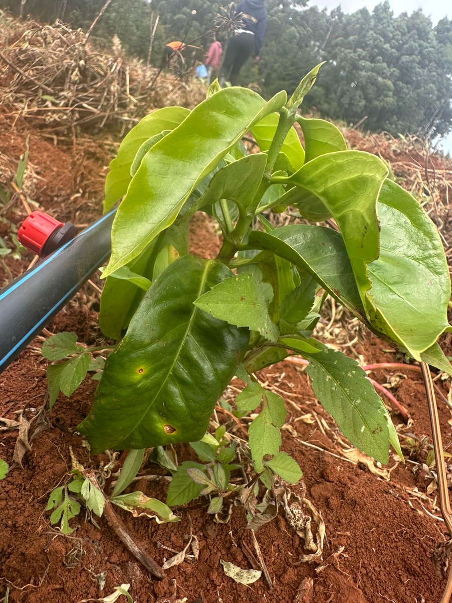 Cegoi Agriconsult tweet media