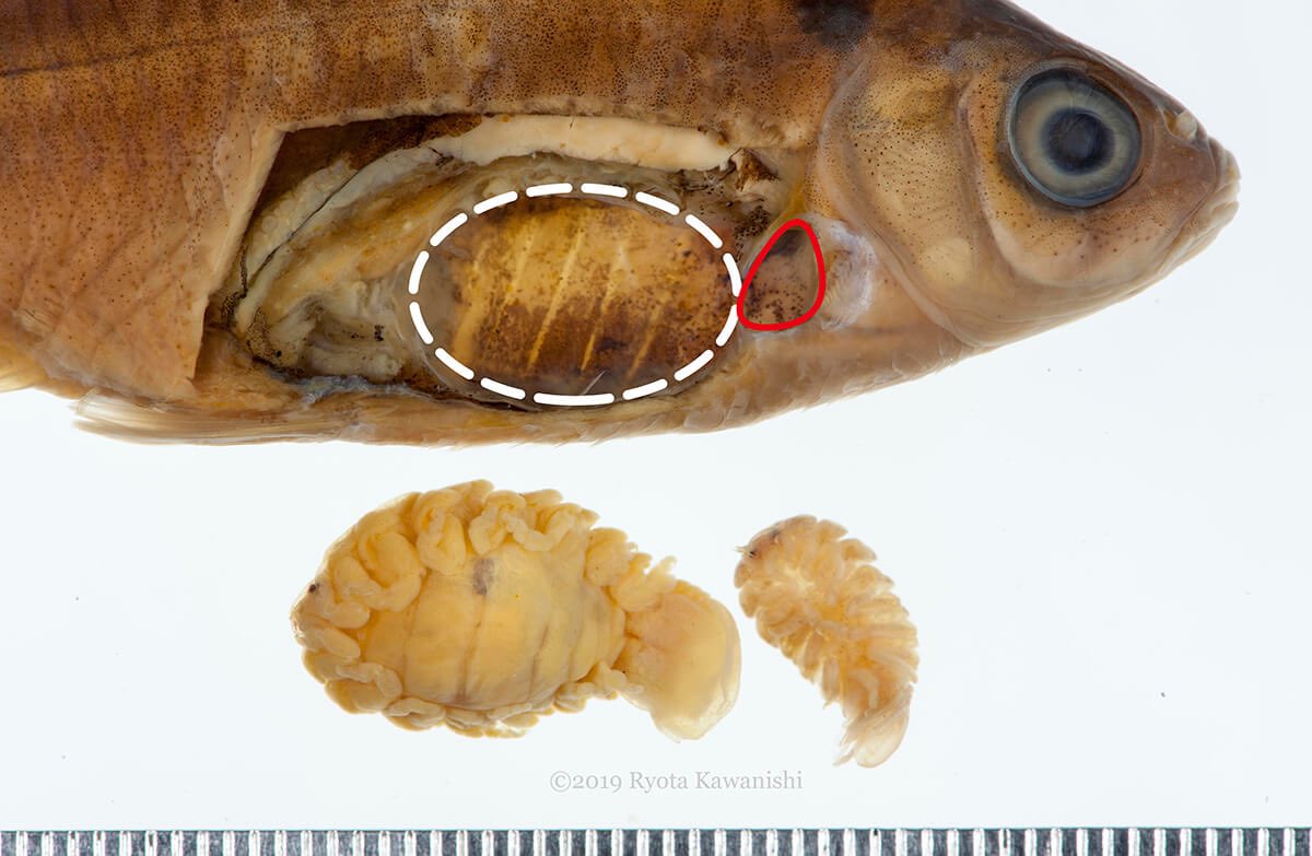 なめくじねこ sp. tweet media