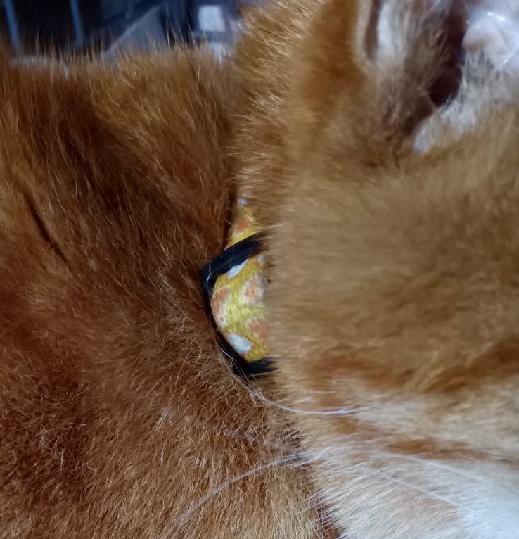 保護猫施設Happy-Wildcats tweet media