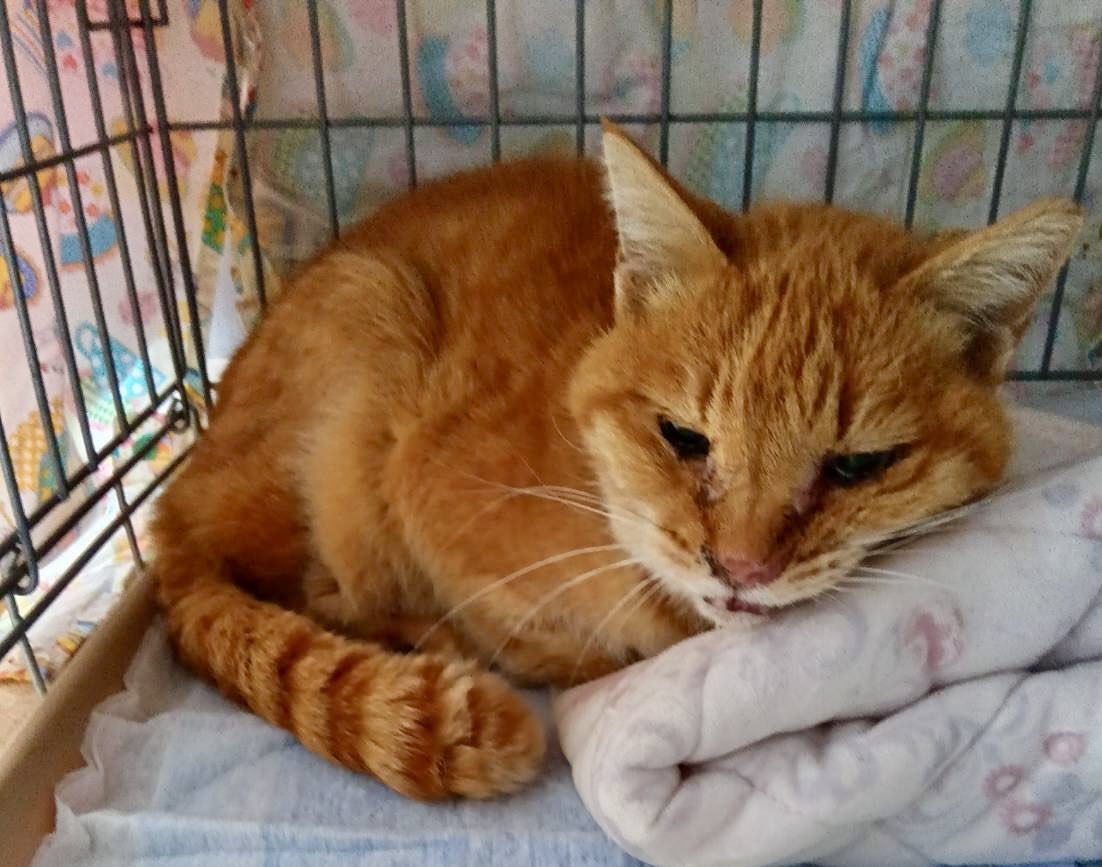 保護猫施設Happy-Wildcats tweet media