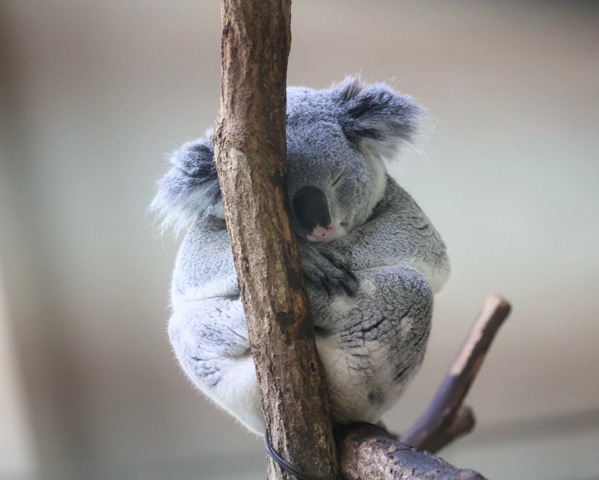 かわいい寝🐨💤

きんとき🐨
＃多摩動物公園　＃コアラ