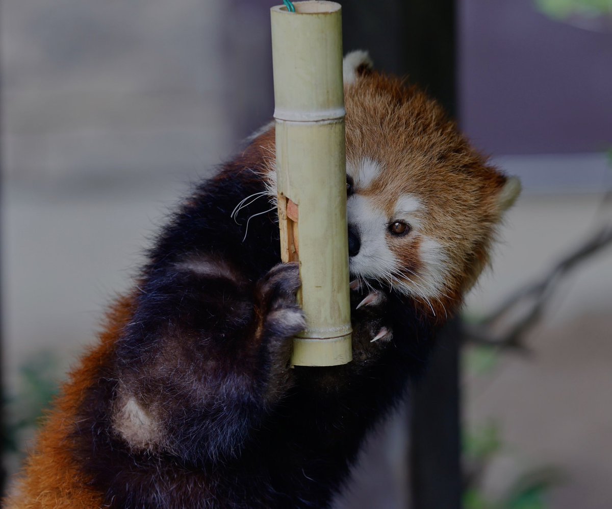 bara@リーファ大好き🥰 tweet media