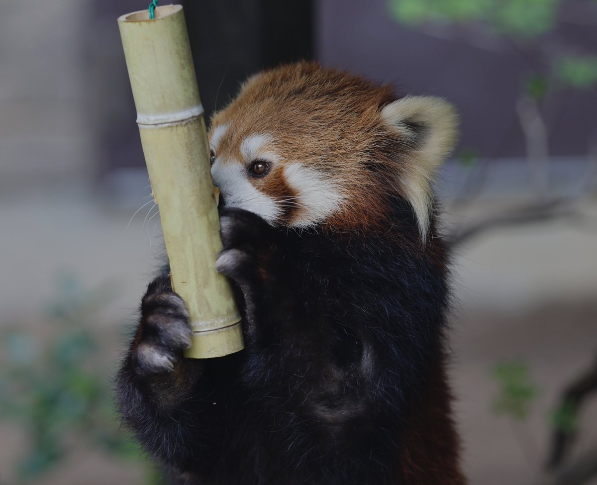 bara@リーファ大好き🥰 tweet media