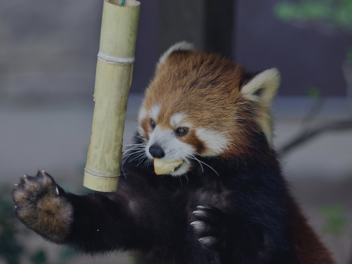 bara@リーファ大好き🥰 tweet media