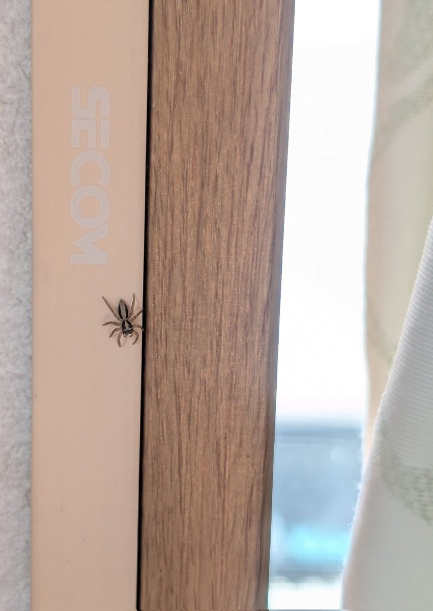 ゴス・ロリヰ子🌹 tweet media