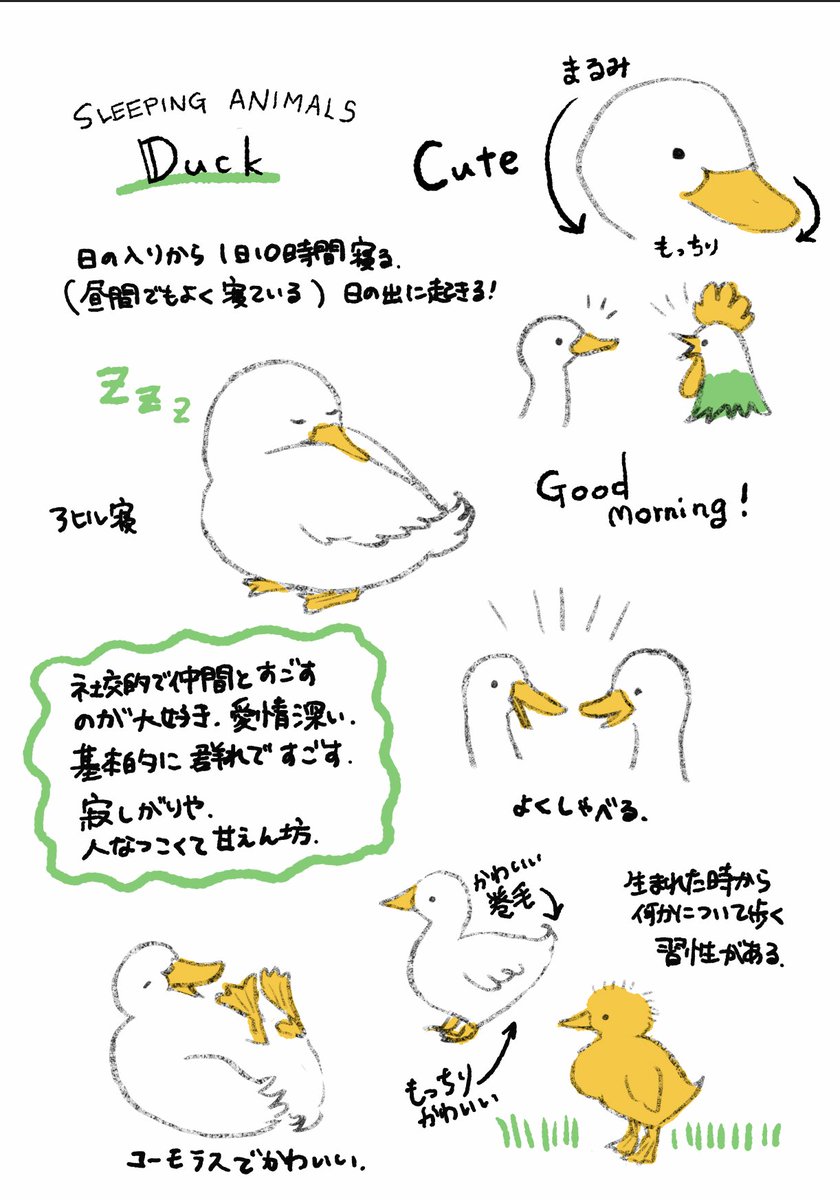 #眠るどうぶつたち
もっちりかわいいアヒル 