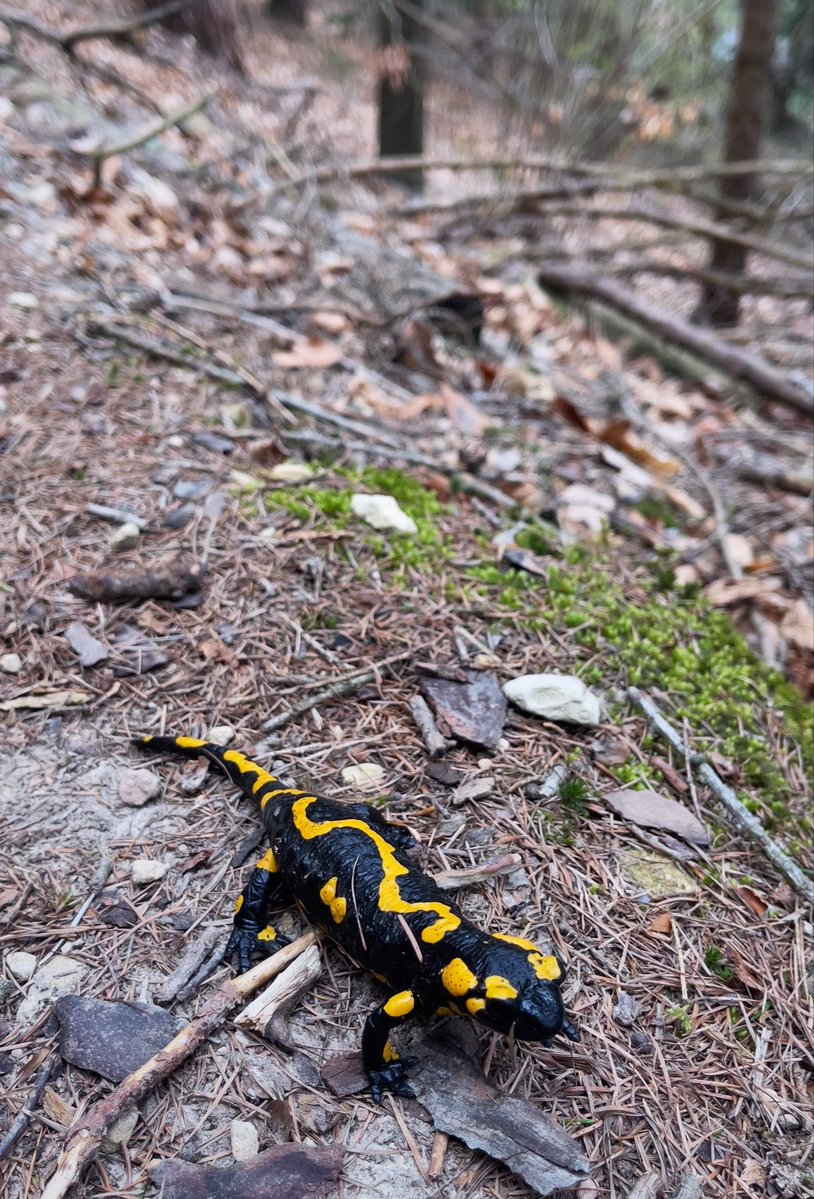 Eliška Baťová ♡ tweet media