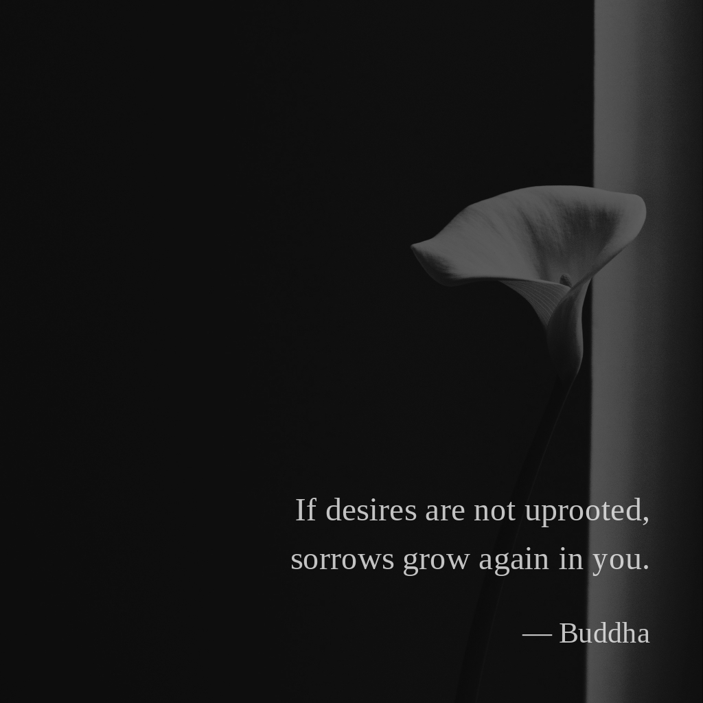 wectar's tweet image. If desires are not uprooted, sorrows grow again in you. —Buddha

#Buddha #understanding #themeaningoflife #gratitude #knowledge
