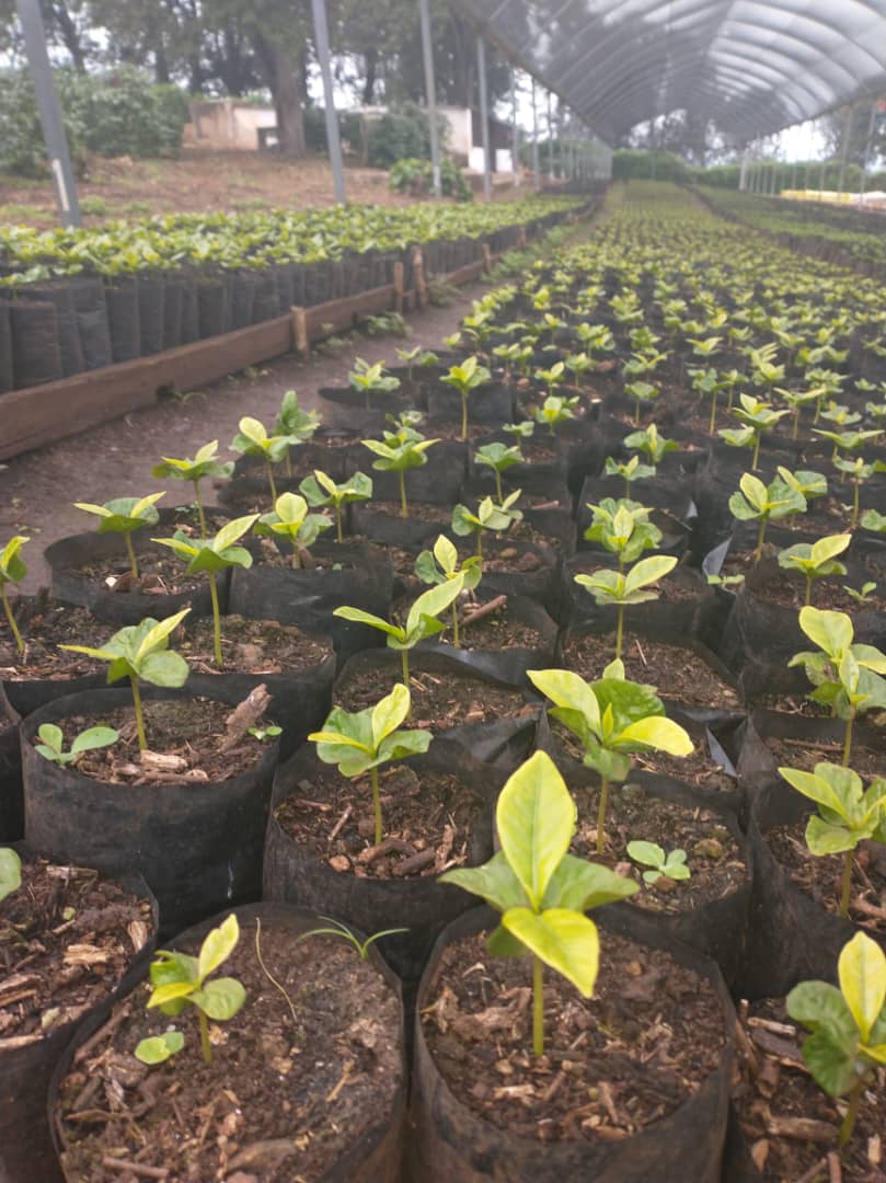 Admire Chamisa tweet media