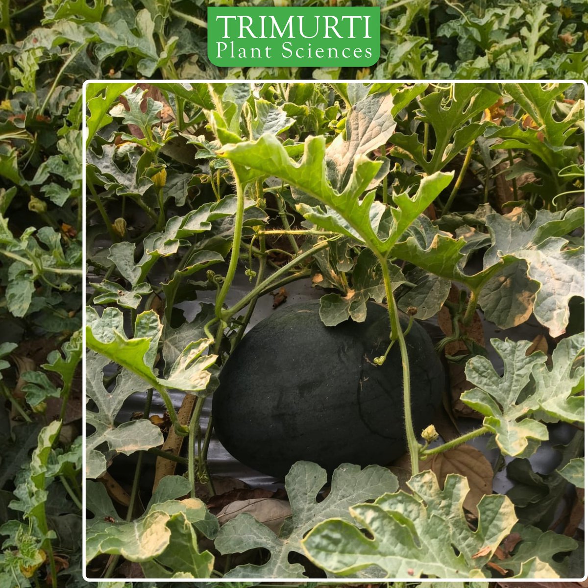 कम समय, ज्यादा उत्पादन – कालिया गोल्ड के साथ खेती में सफलता

✅ 75–80 दिनों में परिपक्वता
✅ आइसबॉक्स प्रकार का हाइब्रिड तरबूज
✅ अंडाकार आकार के आकर्षक फल
✅ प्रत्येक फल का वजन 4–7 किलो
✅ गहरा लाल, कोमल और रसीला गूदा
✅ अत्यंत मीठा, उच्च ब्रिक्स

 संपर्क करें:9959097764