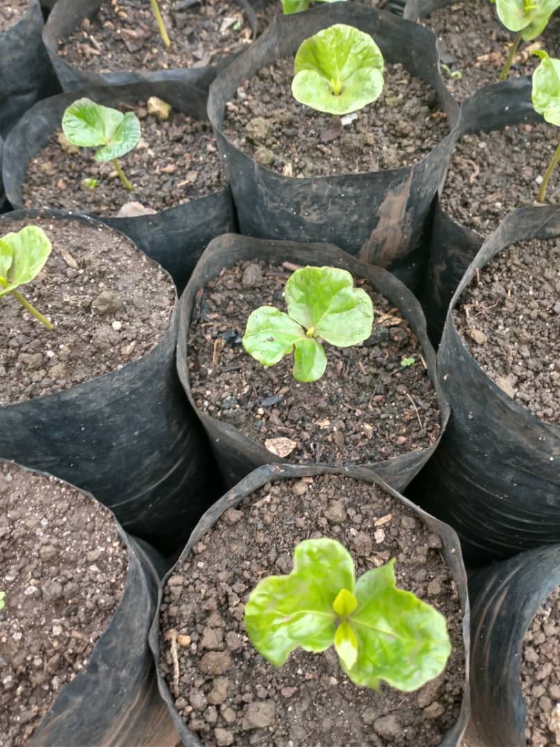 Admire Chamisa tweet media