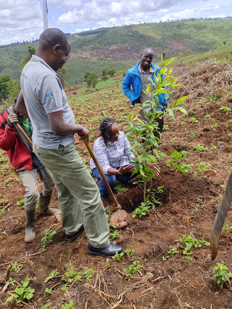 MauForestComplex_iclip tweet media