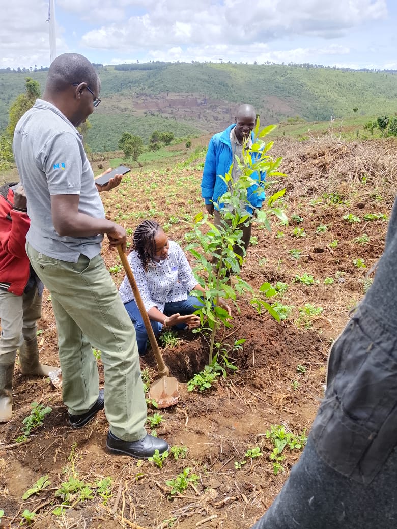 MauForestComplex_iclip tweet media