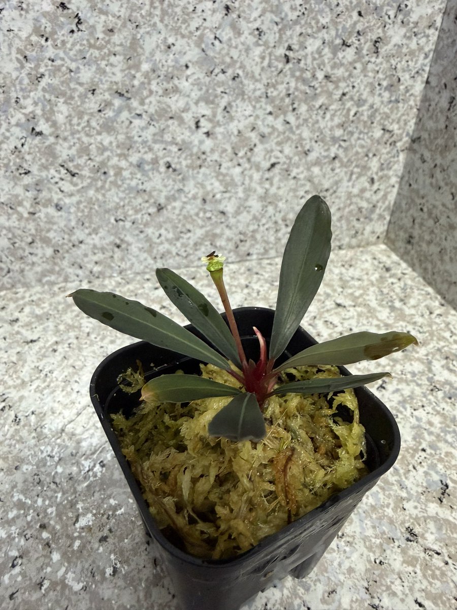 Buce1293588's tweet photo. 大丈夫そうだ。#bucephalandra https://t.co/nBo0bUQ5Fs