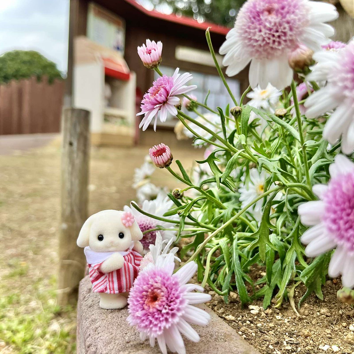 【公式】こもれび 森のイバライド tweet media