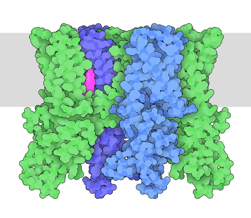 dr_robinmalloy's tweet image. MIKRO UND MAKRO 🩸🧬🦠🧫🧪🌍🪐

Capsaicin Receptor TRPV1
TRPV1 is an ion channel that senses heat and contributes to pain sensation.
pdb101.rcsb.org/motm/250
#Nature #cells #Neuroscience
#brain #kosmos  #Creation
#quantum #mind #Biochemistry
#proteins