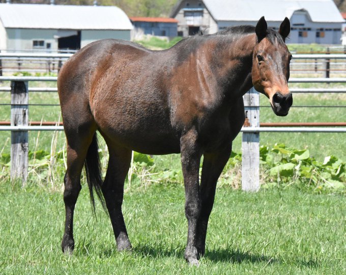 パカパカ工房 tweet media