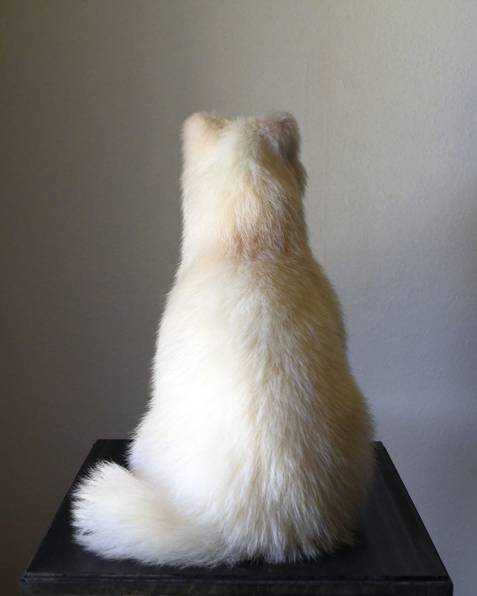 ほねとはね tweet media