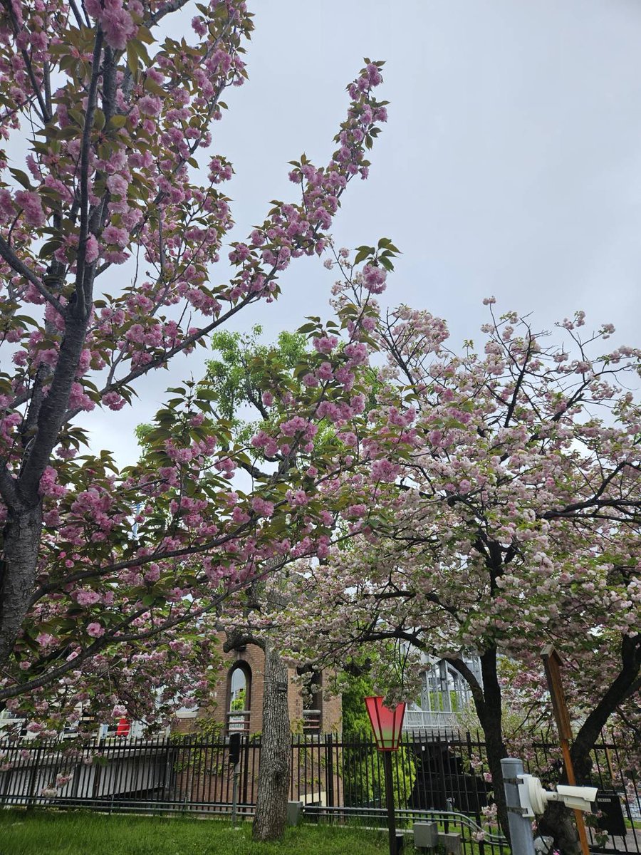 森脇健児のぶっとび水曜日 tweet media