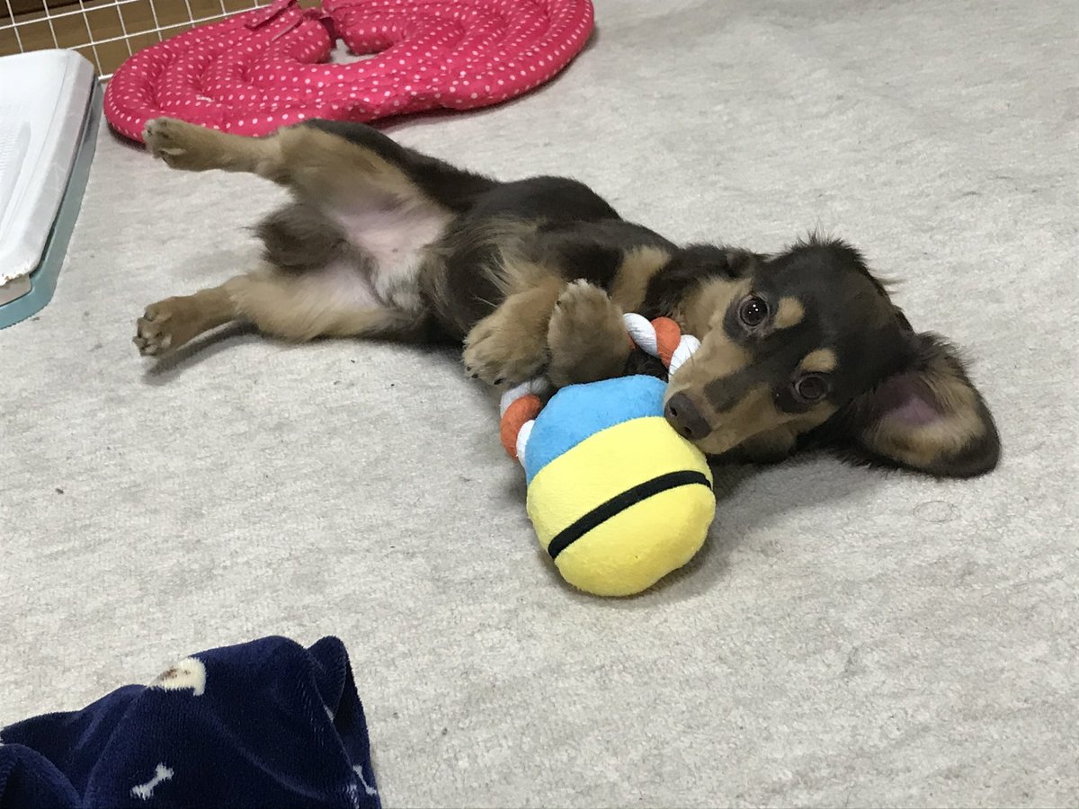 ずさし tweet media