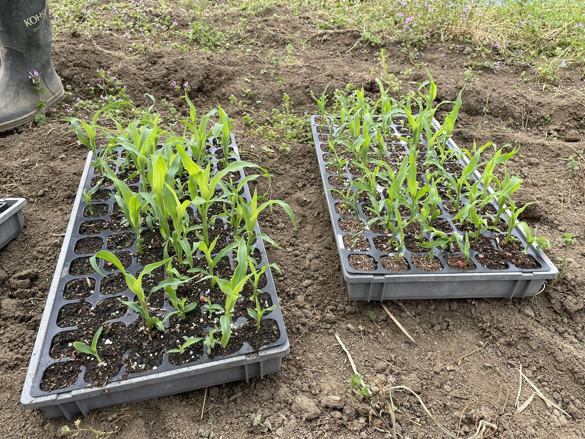 GRASS ROOTS FARM tweet media