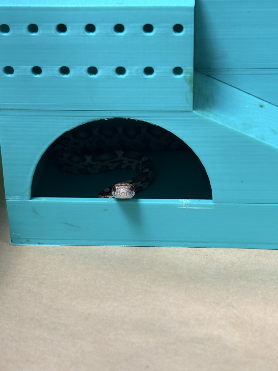 かに🦀 tweet media