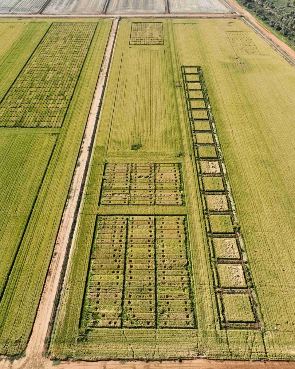 Rice Extension tweet media