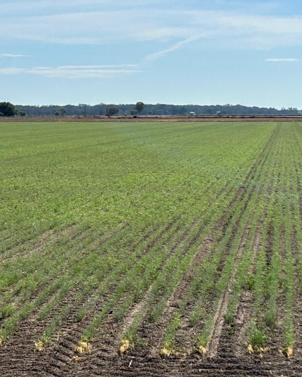 Rice Extension tweet media