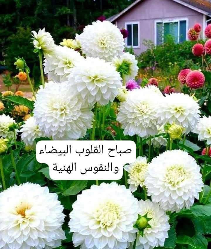 عقيًل بن محمد العقيًل( أبو أنس) tweet media