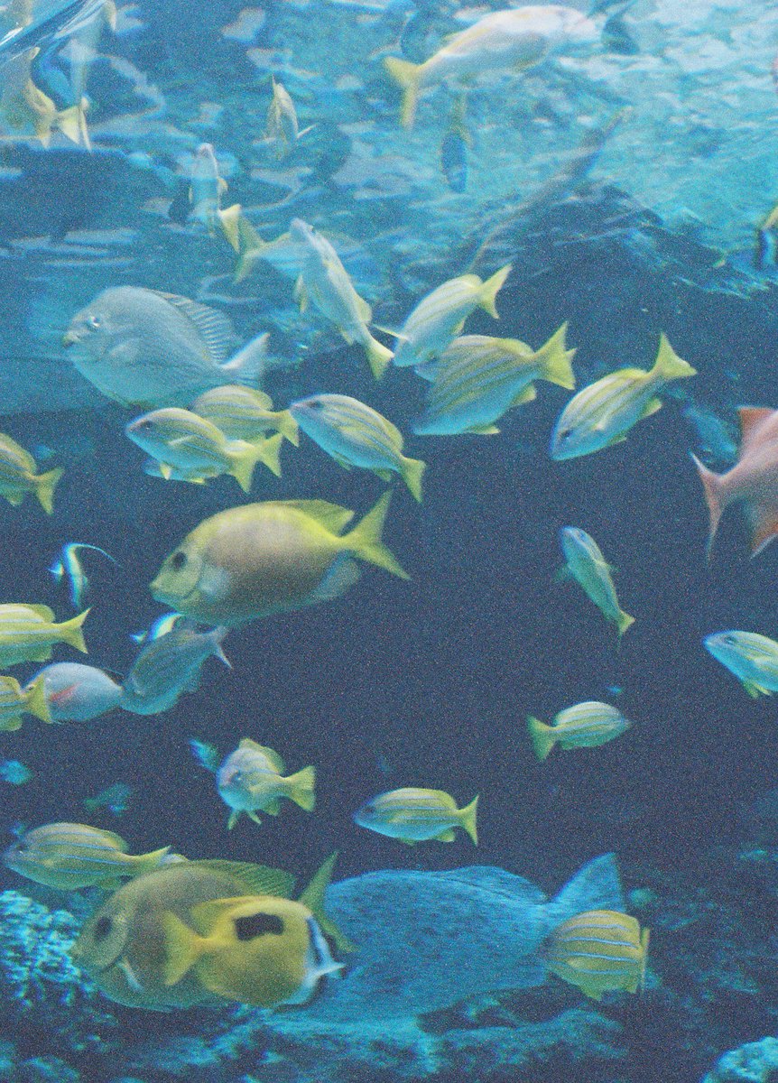 がっちょ tweet media