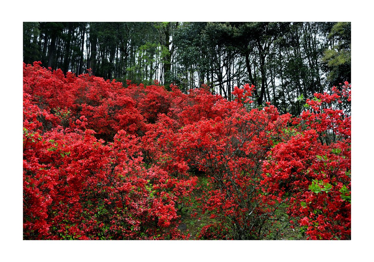 .
『風景写真』

#本キリシマツツジ #つつじ
#風景写真 #Landscape
#花のある風景
#日本の美しい花風景
#japan
