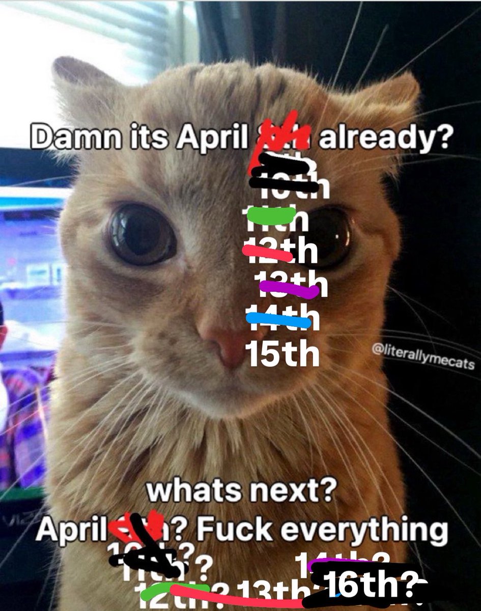 LiterallyMeCats (@literallymecats) on Twitter photo 