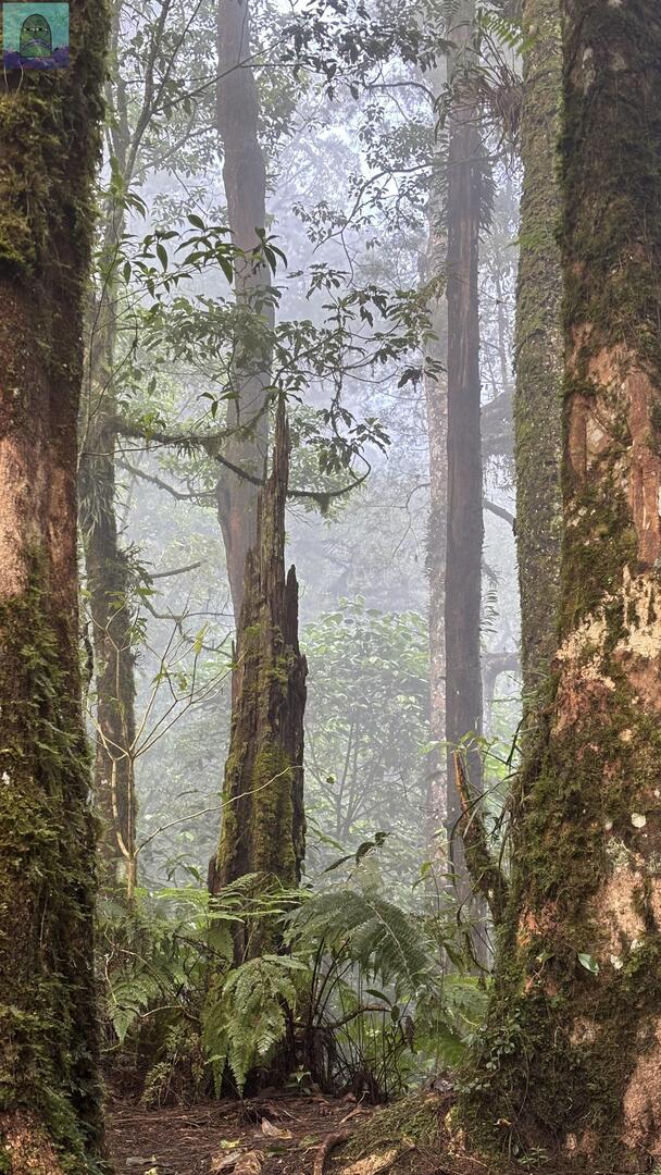 Tanyarl 💚 tweet media