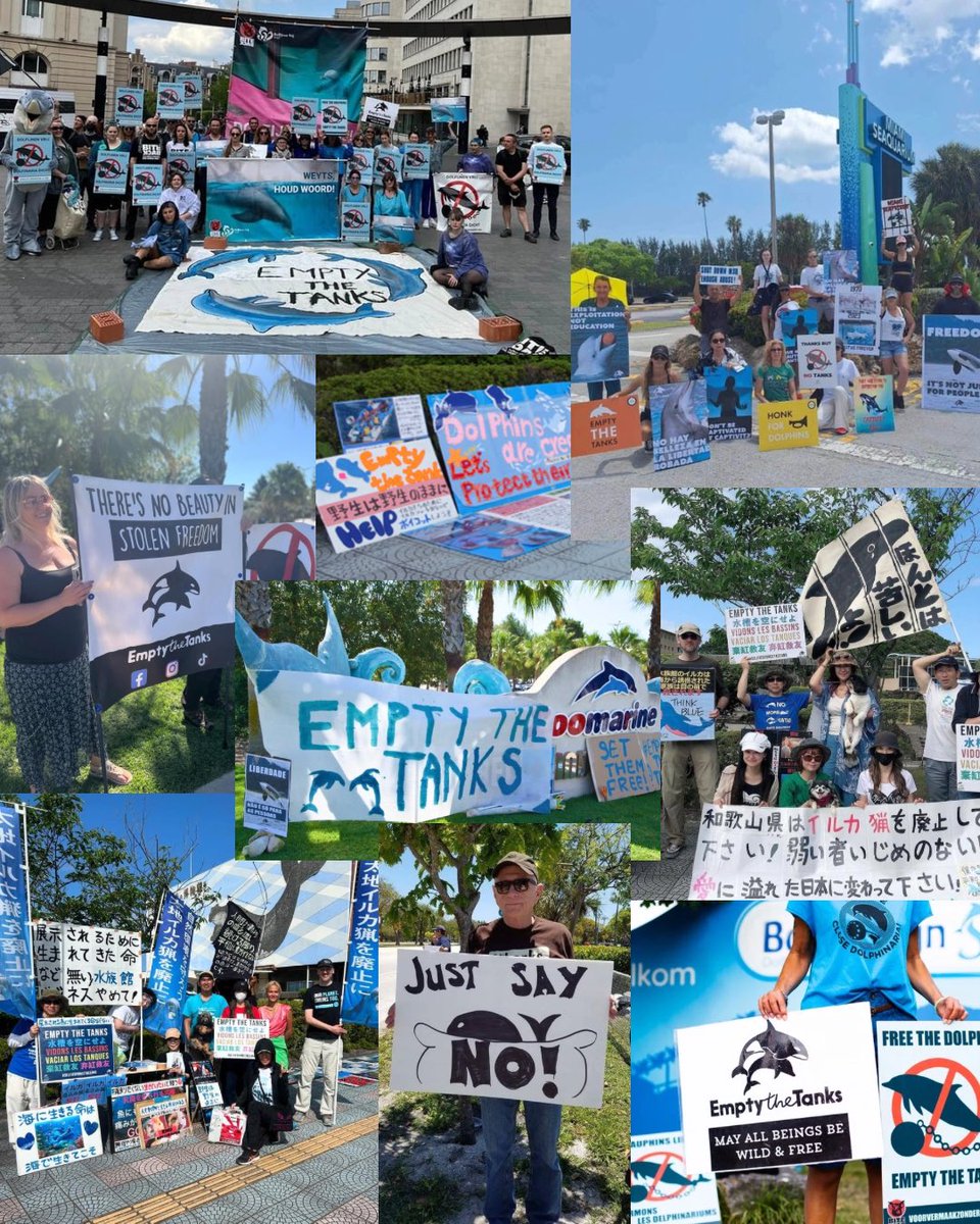 Dolphin Project tweet media