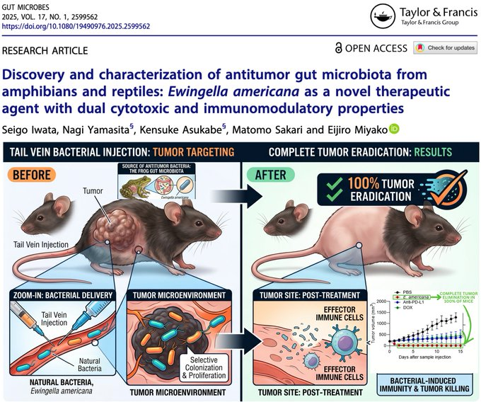 Ivermectinkart's tweet photo. 🚨CANCER BREAKTHROUGH: Frog-Derived Gut Bacterium Completely ERADICATES 100% of Tumors After a SINGLE Dose in Mice

A single IV dose of Ewingella americana achieved COMPLETE tumor elimination in 100% of treated mice—with NO detectable toxicity, outperforming BOTH chemo and immunotherapy.

E. americana is a naturally occurring bacterium isolated from the gut microbiome of amphibians (tree frogs) and reptiles—NOT genetically engineered.

In a colorectal cancer model, tumors weren’t just reduced—they were fully eliminated, with NO recurrence upon rechallenge, indicating durable immune protection.

The new study found it rapidly targets tumors, multiplies inside the tumor microenvironment, and triggers a powerful immune response—activating T cells, B cells, and neutrophils for a dual attack.

Investigators observed ~3,000-fold bacterial expansion within tumors within 24 hours, with NO detectable colonization in major organs.

Despite IV delivery of live bacteria, there was NO significant toxicity, NO organ damage, and normal blood markers—while the bacteria cleared from circulation within 24 hours.

The bacterium outperformed BOTH chemotherapy (doxorubicin, “red devil”) and immune checkpoint blockade (anti–PD-L1)—two pillars of modern cancer therapy.

This represents one of the most striking preclinical cancer findings reported to date.