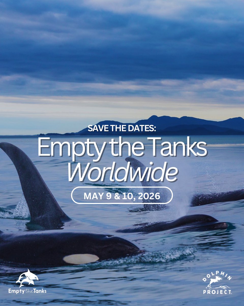 Dolphin Project tweet media