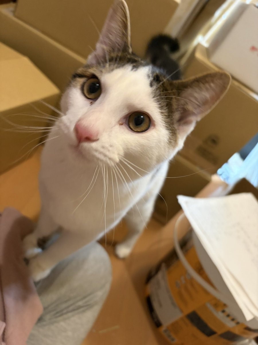 mbirds_info's tweet photo. 机で書類書いてても、
🐱「わたしをかまって💕」と、しーたちゃんが書類の上に🙃

発送作業していても、
🐱「ぼくをかまって💕」と、ぱずーが邪魔してくる🤭笑笑

ずっとストーカーな、甘えん坊2匹🤭

ちなみに、私の布団の上では、まさむねが
🐱「おやつください」って待ってる🤭

可愛すぎる🤭
#猫
#猫好き
#猫のいる生活